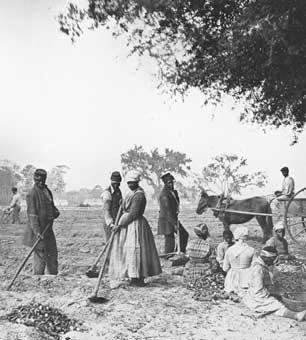 Slaves working on James Hopkinson's plantation. (Photo: Henry P. Moore)